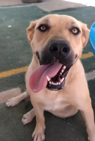 Amarilla