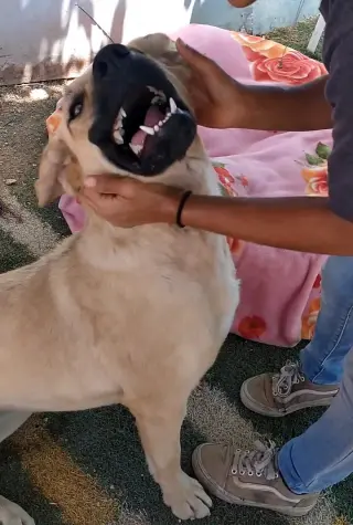 Amarilla
