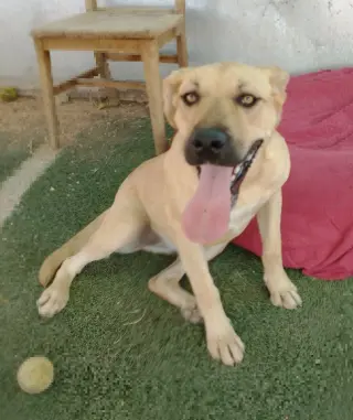 Amarilla