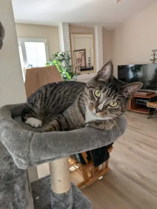 Josie