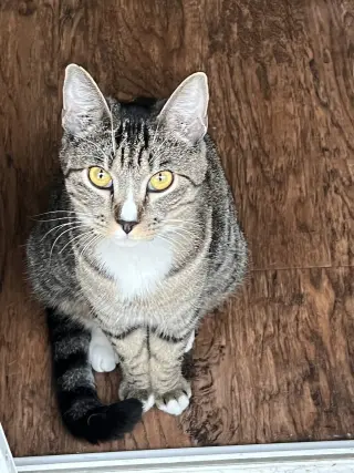 Josie
