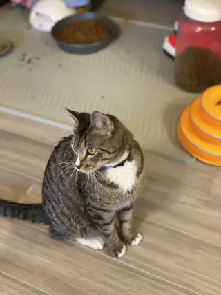 Josie