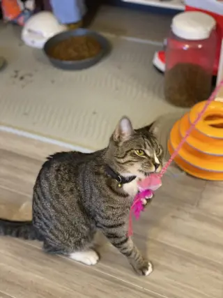 Josie