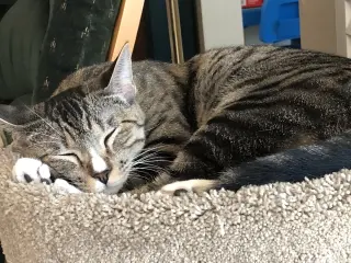 Josie