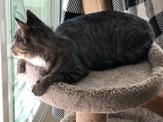 Josie