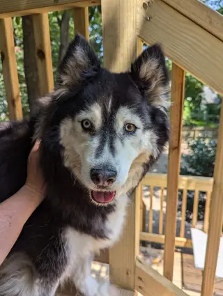 Sakari