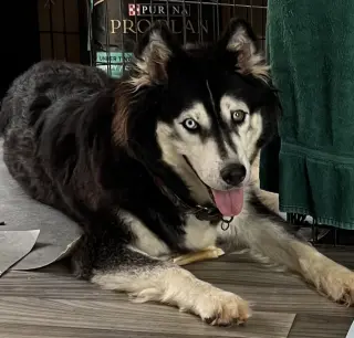Sakari