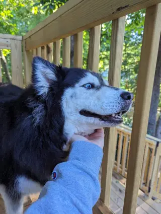 Sakari