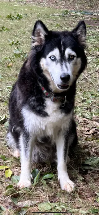 Sakari