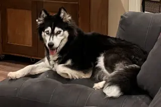 Sakari