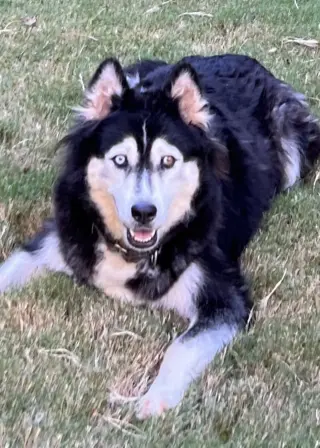 Sakari