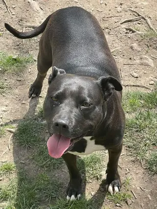 Tootsie