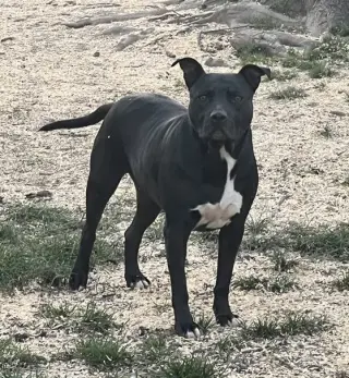 Tootsie