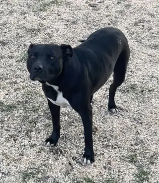 Tootsie