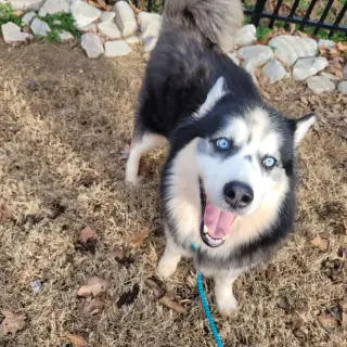 Kino