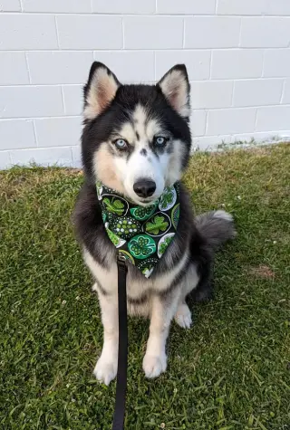 Kino