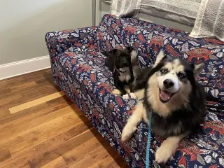Kino