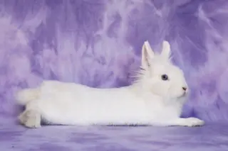 Aubriella aka Linnea Celeste
