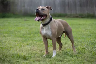 Miller