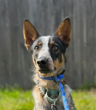 Koa