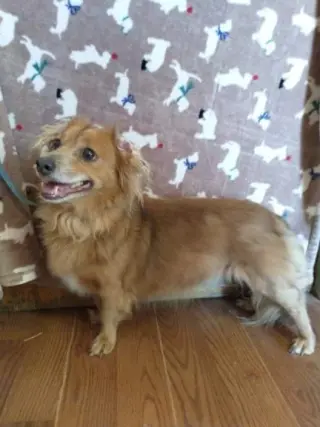 Arlo- see Buddy for pure red male doxie