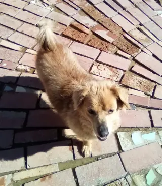 Arlo- see Buddy for pure red male doxie
