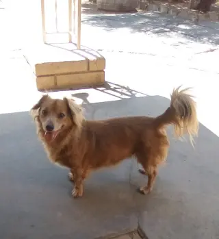 Arlo- see Buddy for pure red male doxie
