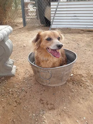 Arlo- see Buddy for pure red male doxie