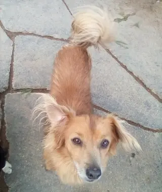 Arlo- see Buddy for pure red male doxie