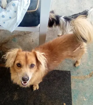 Arlo- see Buddy for pure red male doxie