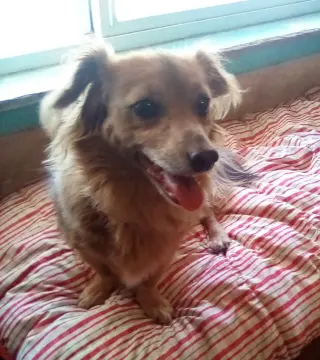 Arlo- see Buddy for pure red male doxie