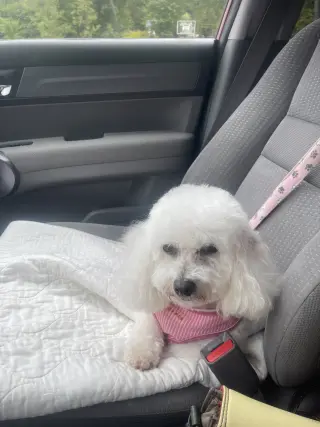 Rose in Pittsburgh