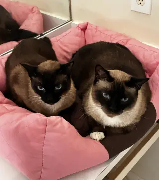 Sunny  (& Zoe BONDED)