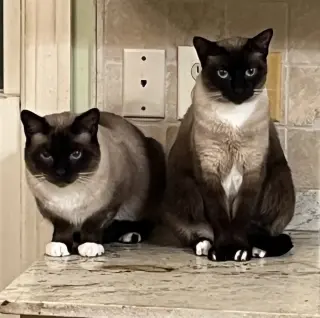Sunny  (& Zoe BONDED)