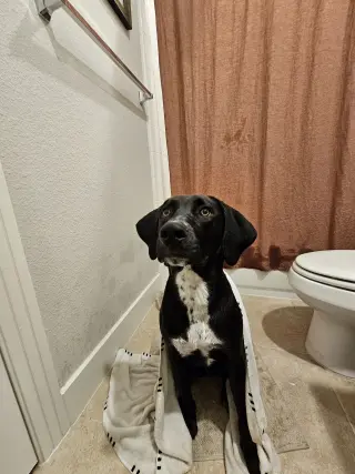 Jag