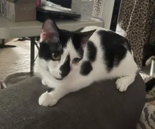 Cait