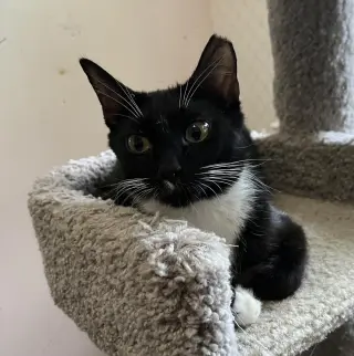 Gwendoline
