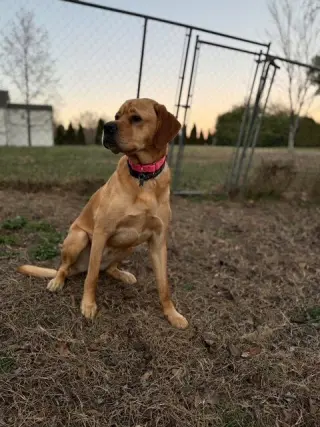 Peaches