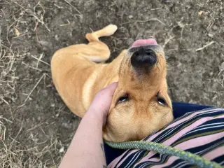Peaches