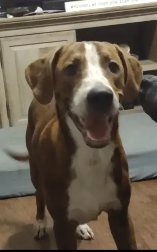 Woody
