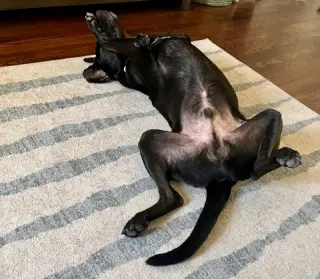 Levi