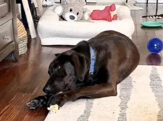 Levi