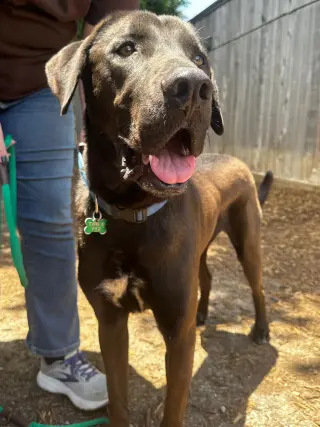 Levi