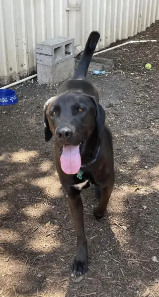 Levi