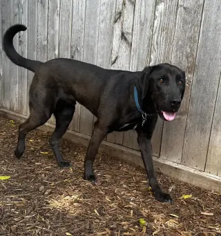 Levi