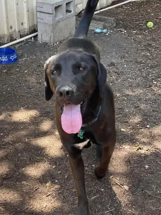 Levi