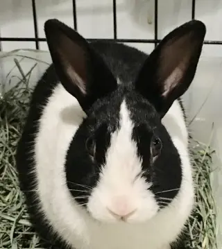 Baxter