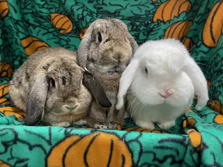 Abbot , Lola and Larry