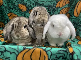 Abbot , Lola and Larry