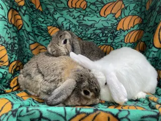 Abbot , Lola and Larry